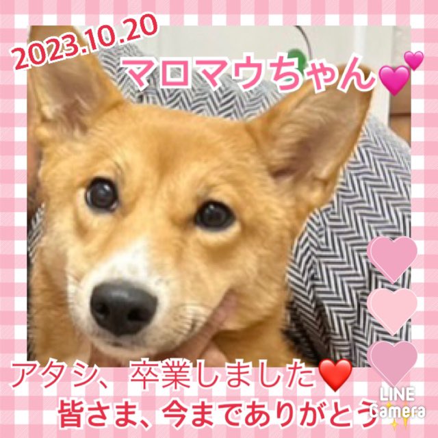 ★マロマウ★2023,5,1ー2023,10,20【保護犬カフェ天神橋店】